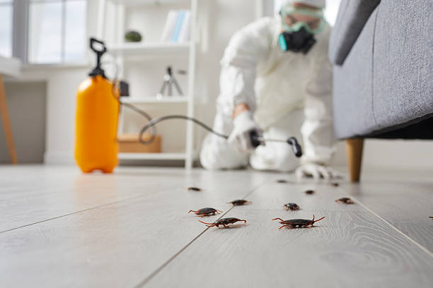 Commercial Rodent Management in Braddock